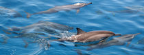 Maldives Dolphins 5 von Kai Kasprzyk