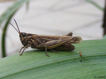Grasshopper by Joel-Lilian Conway