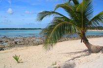 Traumhafter Strand mit Palme an der Karibikküste von Mellieha Zacharias