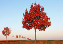 Herbstbäume von Wolfgang Dufner