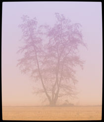 Tree von almaphotos