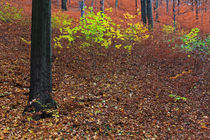 Herbstwald von Wolfgang Dufner