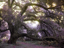 Fairy Tree von Robert Ball