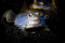 Blue Frogs 01 - Rana arvalis by Roland Hemmpel