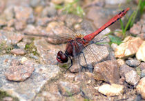 Dragonfly by Nick Flegg