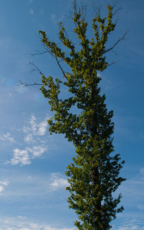 Tall Tree by safaribears