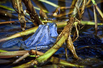 Blue Frogs 10 - Rana arvalis von Roland Hemmpel
