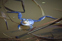 Blue Frogs 03 - Rana arvalis by Roland Hemmpel