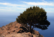 La Gomera - Fels - Baum von jaybe