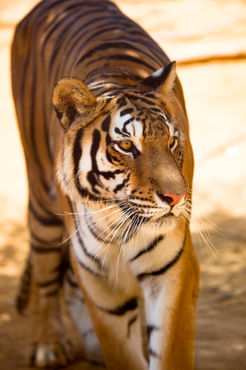 Bengal-tiger-fullsize