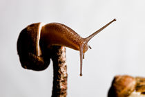 Mountaineer Snail by Marc Garrido Clotet