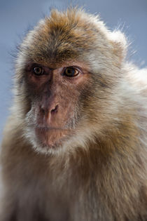 Gibraltar Macaque Portrait by Marc Garrido Clotet