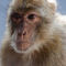Gibraltar-macaque-portrait