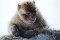 Young Gibraltar Macaque by Marc Garrido Clotet