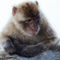 Young-gibraltar-macaque