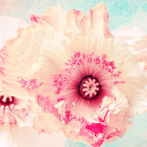 Pastell poppy by AD DESIGN Photo + PhotoArt