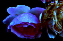 Blaue Rose von alana