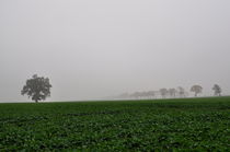 Nebel über den Feldern3 von alana