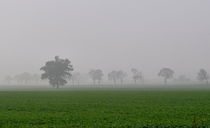 Nebel über den Feldern 2 von alana