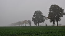 Nebel über den Feldern 1 von alana