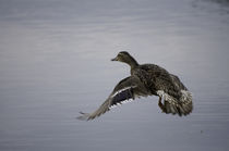 Waterfowl in Flight von Glen Fortner