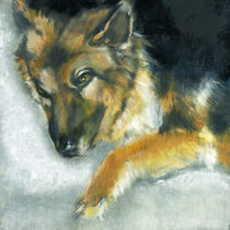 Dixson, a long haired Shepard by Alma  Lee