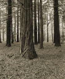 Pine Tree Forest von Craig Joiner