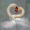 Swans-courting5393a