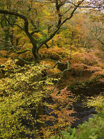 Autumn Colour by the River Teign, Dartmoor von Craig Joiner