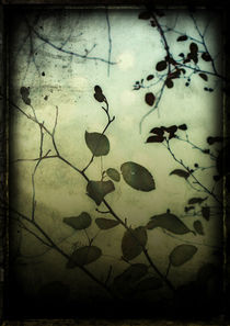 Through a Glass Darkly by Sybille Sterk
