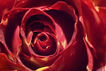Variegated Red Rose von Craig Joiner
