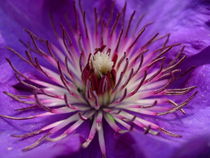 Clematis 1 by Katy Haecker