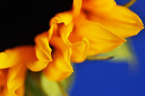 Sunflower von Craig Joiner