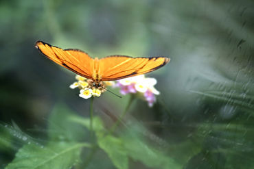 Schmetterling-orange-ab