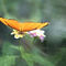 Schmetterling-orange-ab
