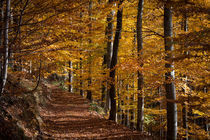 Herbstwald von Andreas Levi