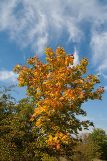 Herbst von Andreas Levi