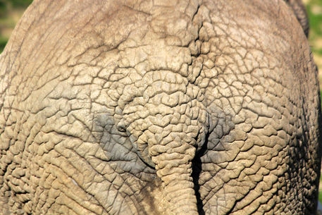 Elefantenpo