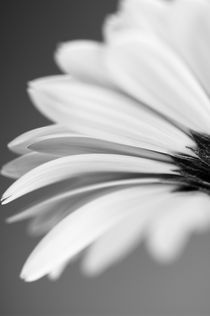 Black and white Gerbera. by Craig Joiner