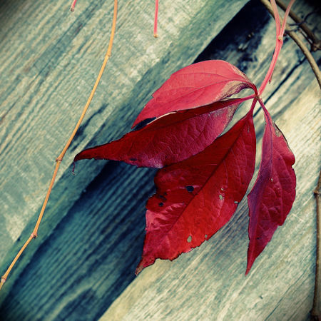 Red-leaf