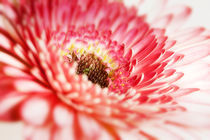 red white gerbera by tr-design