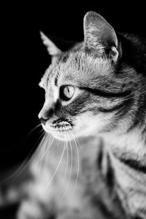 Cat Waiting The Right Moment by Marc Garrido Clotet