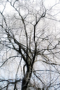 Baum - Winter - Eis von jaybe