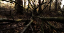 Wald by jaybe