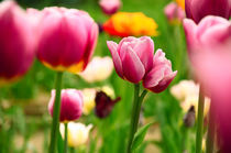 Beautiful spring tulips by tkdesign