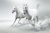 White horses  von tkdesign