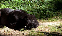 Black Panther von safaribears
