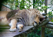 Sleeping Lion von safaribears