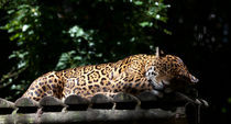 Jaguar sleeping by safaribears