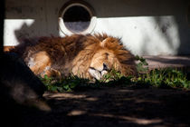 The Lion Sleeps Today by safaribears